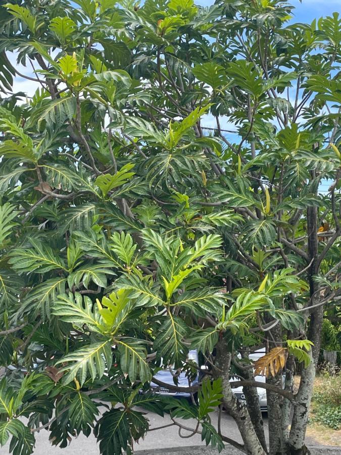 ホテル Arbre A Pain Bras-Panon エクステリア 写真